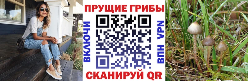 Галлюциногенные грибы GOLDEN TEACHER  omg как войти  Харабали 